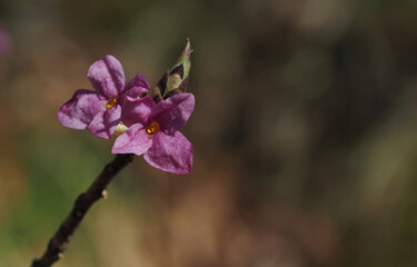 Bl&uuml;te des Seidelbasts