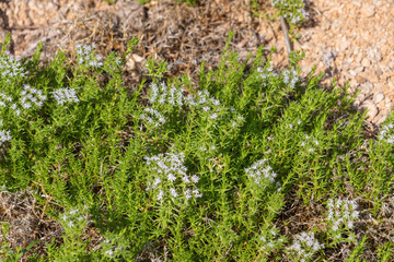 White wildflowers blooming on green foliage amidst rocky terrain. Drypis spinosa