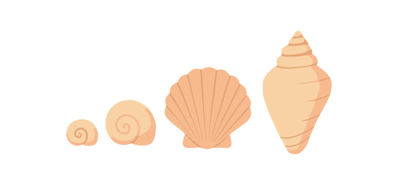 arranging seashells by size calm organization moment no outline flat vector illustration style isolated on white background gentle light tones