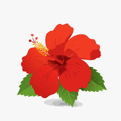 Vibrant red hibiscus flower with green leaves against white background