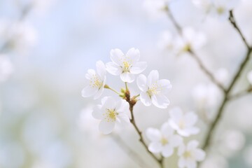 Obraz premium Delicate White Cherry Blossoms in Springtime: A Symbol of Renewal and Natural Beauty