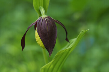 Frauenschuh-Orchidee im Aufbl&uuml;hen
