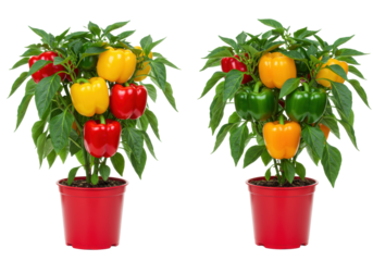 Two dwarf bell pepper plants laden with vibrant red, yellow, orange, green bell peppers in bright red pots against a transparent background, copy space, concept of natural abundance.