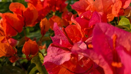 Obraz premium red and yellow flowers