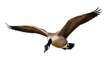 Fototapeta premium Majestic canada goose in flight with wings spread wide against a white background