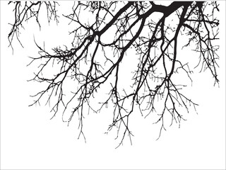 Silhouette of bare tree branches against white background dramatic stark contrast