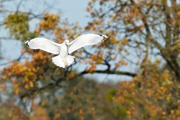 Caspian Gull (Larus cachinnans) hovering above autumn forest – common species in the Czech Republic. Nice pose in flight.