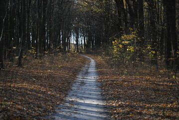 Obraz premium autumn forest path in twilight, fallen leaves and soft evening light creating moody atmosphere