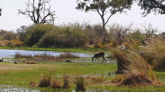 lechwe in beautiful marshland 623