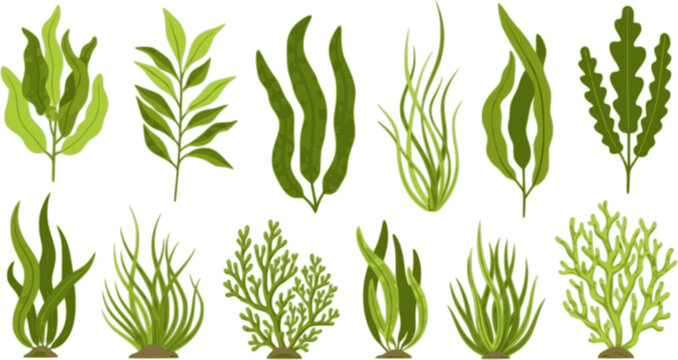seaweed set hand drawn vector illustration in outline style silhouette isolated on white background
