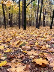 autumn park with fallen leaves
