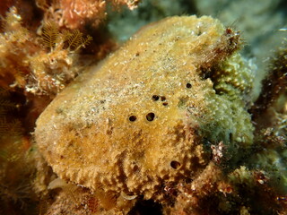 Variable loggerhead sponge (Ircinia variabilis) undersea, Aegean Sea, Greece, Halkidiki, Pirgos beach
