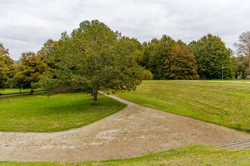Fototapeta premium Lone Tree on a Grassy Hillside with Gravel Path