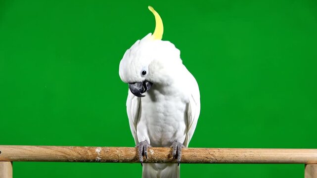 White Sulphur-crested Cockatoo Bird Perched on Wooden Dowel Against Green Screen