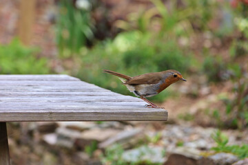 European Robin perched on the edge of a wooden picnic table in English garden setting