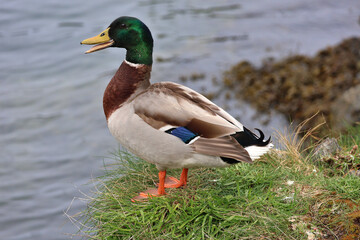 Side profile of mallard duck with beak open standing on grass beside the sea; coastal bird...