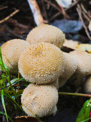 Macro close-up of puffball mushroom texture – LYCOPERDON PERLATUM
