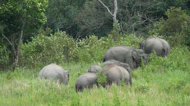 A family of wild elephants are eating mineral soil at khaoyai national park Thailand.