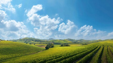 Rolling Green Vineyards Under Blue Sky. Scenic Landscape Of Lush Hills And Clouds