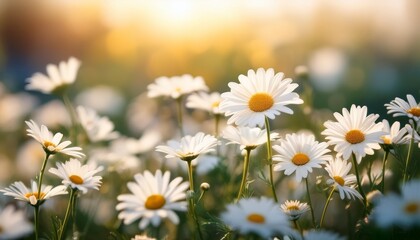 Fototapeta premium delicate white daisies in a field