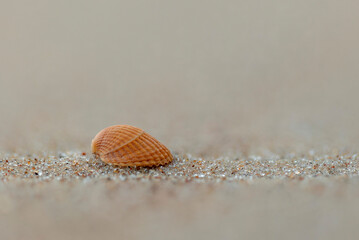 A small, beautiful sea shell in the sands of Baltic Sea beach. Sunny summer day in Latvia.