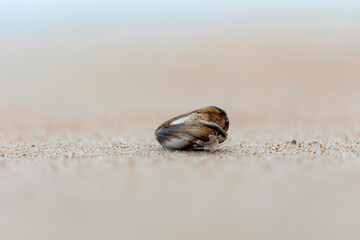 A small, beautiful sea shell in the sands of Baltic Sea beach. Sunny summer day in Latvia.