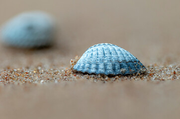 A small, beautiful sea shell in the sands of Baltic Sea beach. Sunny summer day in Latvia.