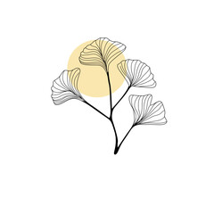 vector illustration of gingko leaf