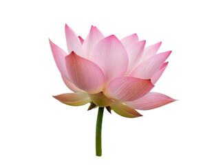 Side View of Pink Lotus Flower &mdash; Gentle Natural Petal Texture.