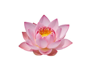 Single Pink Lotus Blossom &mdash; Minimal Floral Elegance on White Background.