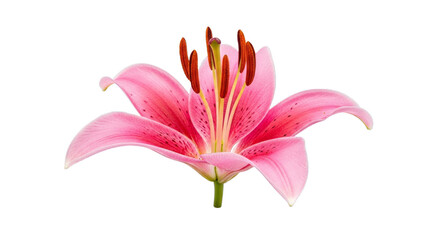 Isolated pink lily flower floral bloom blossom petal closeup view on transparent background