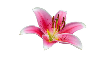 Isolated pink lily flower floral blossom bloom petal closeup view on transparent background