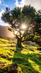 Ancient, gnarly tree stands in a bright, grassy field with a sunburst shining through it