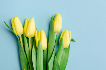 Naklejka premium Yellow tulips arranged beautifully on a soft blue background, showcasing vibrant petals and lush green leaves, perfect for spring-themed designs and floral arrangements
