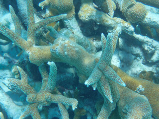 Critically Endangered Staghorn coral (Acropora cervicornis) in tropical waters, Bonaire, Caribbean Netherlands