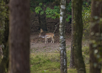 Fallow deer from the side among tall trees in the forest, mighty antlers of a stag in the middle of the forest, fallow deer hiding behind trees, tall trees and wild animals in the forest, Dama dama