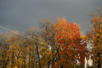Autumn  yellow  bright golden trees in the garden, forest, park.