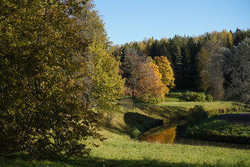 Autumn  yellow  bright golden trees in the garden, forest, park.