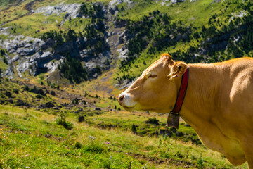 Vache dans les Pyrénées