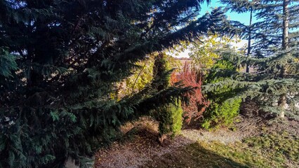 Autumn´s multicolor 