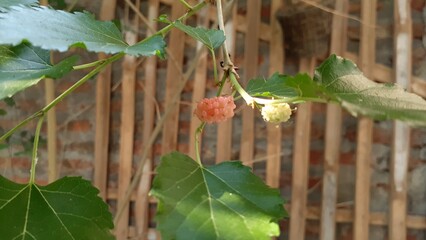Unripe mulberry fruit on a tree branch. Also known as Murbei, morus, mulberries.