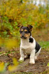 A small puppy sits calmly in a garden with green plants around The sun is shining highlighting the puppys fur while flowers and leaves add to the natural setting
