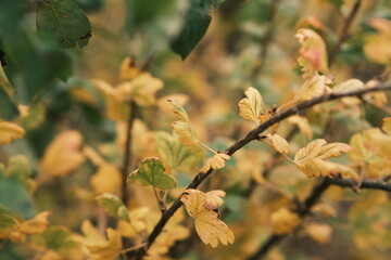 Bright yellow and green leaves cover branches offering a rich display of color as autumn settles in The forest background hints at changing seasons and tranquility in nature