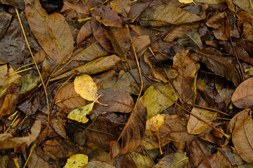In a forest setting fallen autumn leaves of various colors blanket the damp ground after recent rain The scene captures the beauty of natures transition