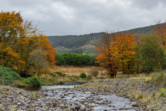 The Taf Fechan river flows over a rocky bed downstream from the decommissioned Lower Neuadd Reservoir in autumn at Bannau Brycheiniog National Park (Brecon Beacons National Park), Powys, Wales