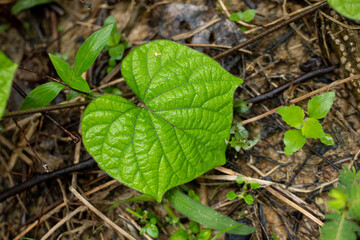 Symbol of Love in Nature, Heart Leaf Macro