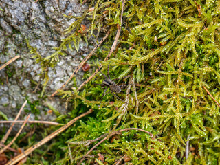 a small spider on green moss