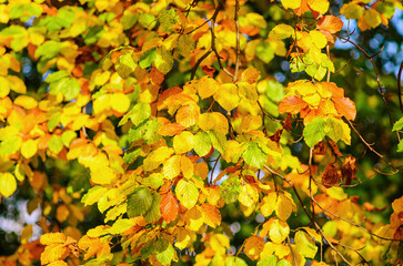 Beautiful yellow autumn leaves on tree in fall season