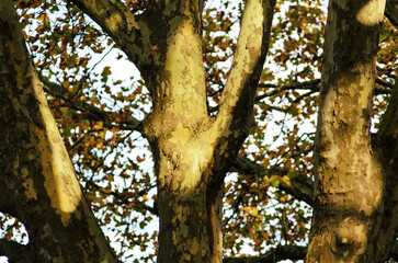 Close-up of plane tree trunks showing autumn bark texture