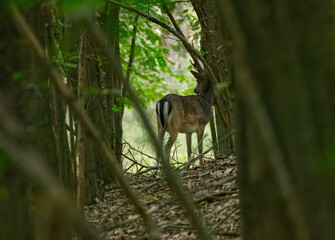 Fallow deer hiding behind trees in the forest, fallow deer view from behind, deer with large antlers, tall trees and wild animals in the forest, Dama dama